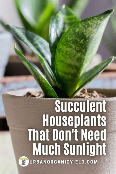 Top Succulents That Dont Need Sunlight To Grow In Your Indoor Garden
