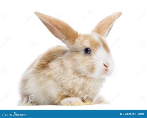 Satin Mini Lop Rabbit Ear Up Lying Isolated Stock Photo Image 34063178