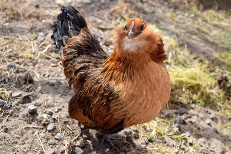 Ameraucana Chicken Pictures Facts Lifespan Behavior And Care Guide