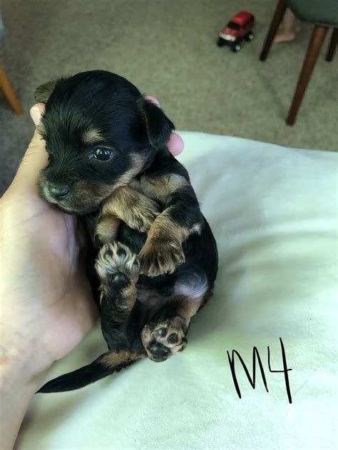 People love yorkiepoos for their playfulness, upbeat personalities, loyal affection. YorkiePoo Puppies For Sale | Delano, MN #300535 | Petzlover