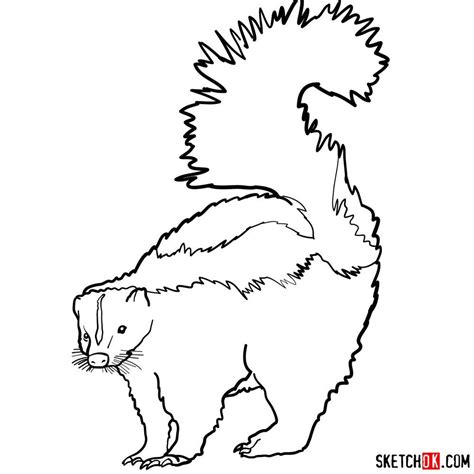 How To Draw A Skunk Animals Wild Drawings Guided Drawing