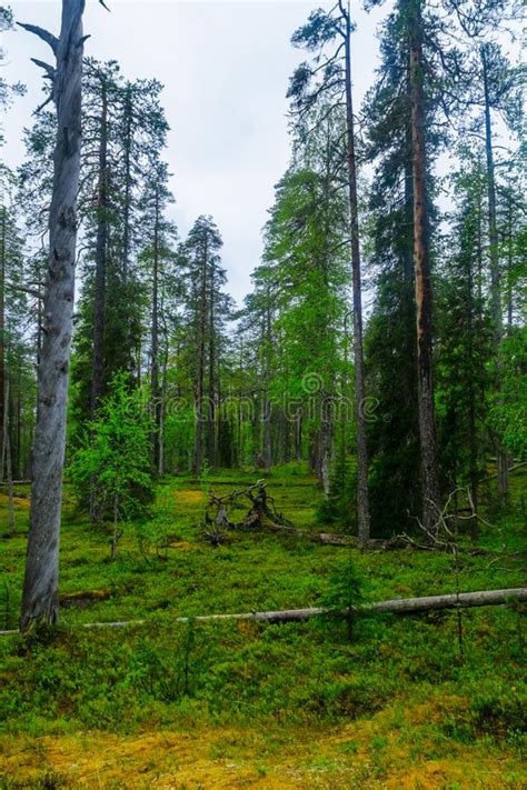 Rykimakero Trail In Pyha Luosto National Park Lapland Finland Stock