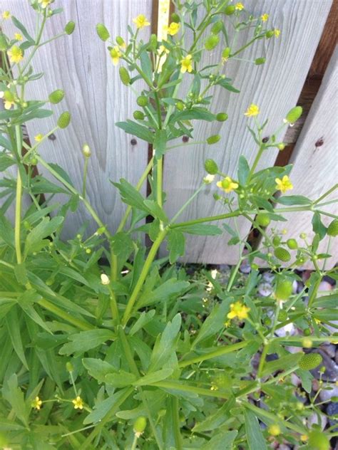 These are yellow perennial flowers with yellow heads of flowers in clumps. Tall Yellow Perennial Flowers Identification - The Home Garden