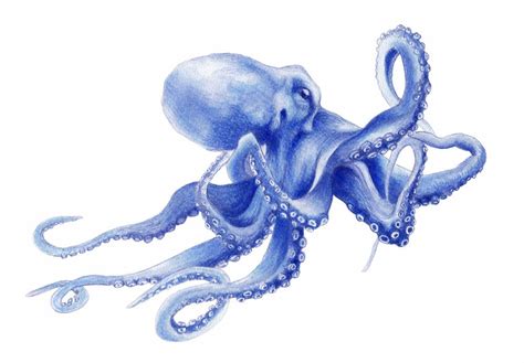 This Item Is Unavailable Etsy Octopus Artwork Octopus Painting