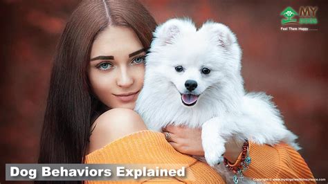 Top 5 Dog Behaviors Explained My Dogs Health Care Blog