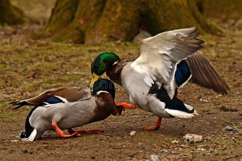 Two Common Mallard Duck Male Fight In The Spring About The Female