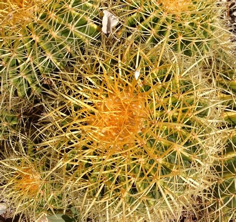 Cactus In Sonoran Desert Deserts Herbs Garden Nature Cactus Garten