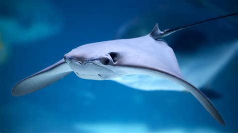 Stingray Picture Stock Images And Photos Webivm