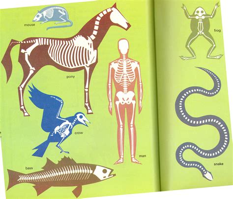 Name the group(s) of animals that contain vertebrates. Vertebrates Outlines with Backbones