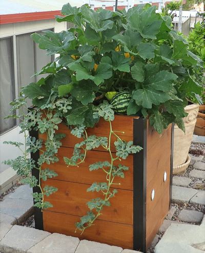 How many raised beds should you have? Sweet Success: Watermelon in a Raised Bed | Gardener's Journal