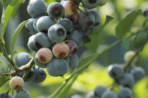 Tifblue Blueberry Sammys Plant World