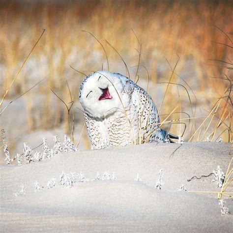 The Winners Of 2019 Comedy Wildlife Photography Awards