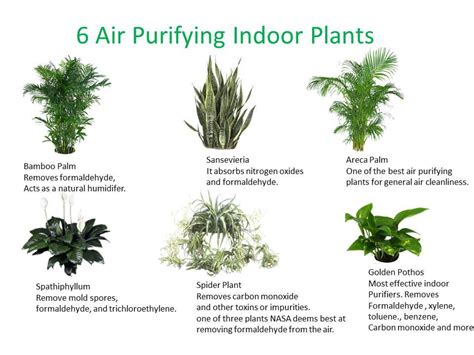 There are several more indoor plants for health that can instantly liven up your rooms. 6 Air Purifying Indoor Plants infographic | Holistic ...