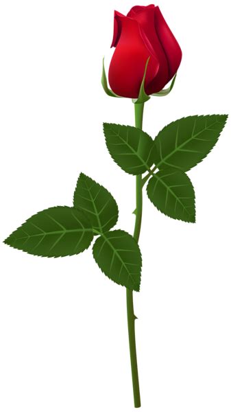 Rose PNG Transparent Clip Art Image Single Flower Red Rose Flower Single Red Rose