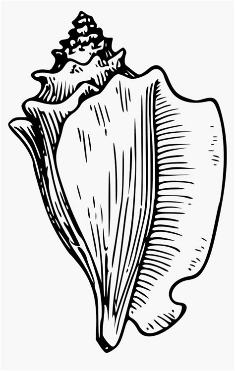 Conch Shell Black And White Clipart Hd Png Download Kindpng