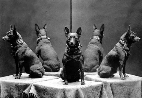 Vintage Dog Photography In Pictures Life And Style The Guardian