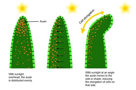 Auxin Is A Hormone That Controls Growth In Plants Cells