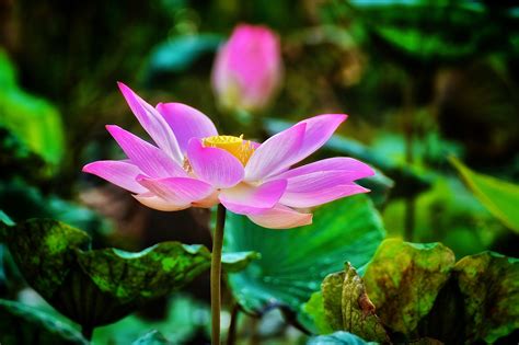 Lotus Flower Meaning and Symbolism | A to Z Flowers