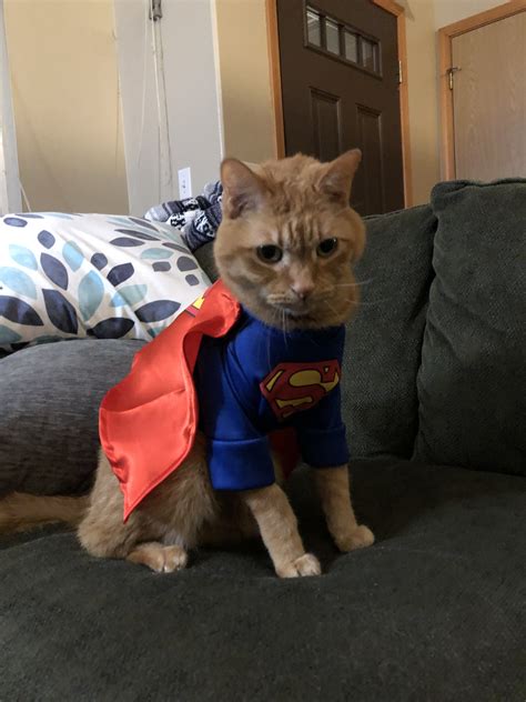 Superman Cat Costume Pet Costume Center