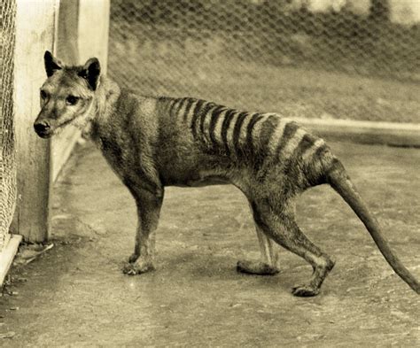 The Tasmanian Tiger, One Step Removed from Becoming Warner Bros. Animated Gold. | modeofaide
