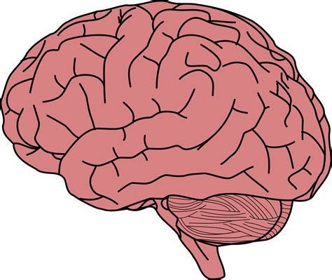 Brain Clipart Human Brain Brain Human Brain Transparent Free For