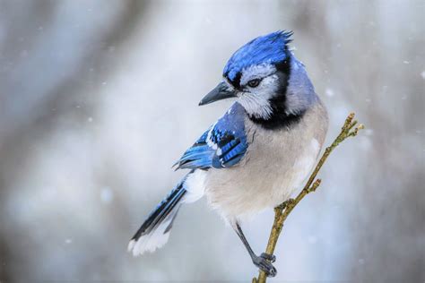 Blue Jay On Snowy Winter Day Hd Wallpaper Background Image