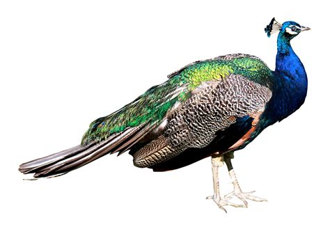 Peacock PNG