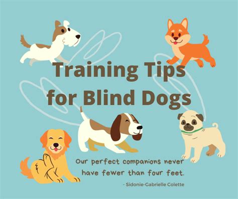 Training Tips For Blind Dogs Rescued Rollers