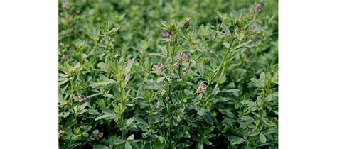Alfalfa Lucerne Medicago Sativa In Early Bloom Ready For Harvest