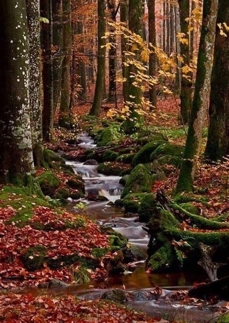 Autumn Forest Stream Halland Sweden Beautiful Things I Love Pin