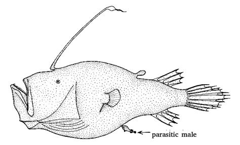 Males Parasitizing On Females From So Simple A Beginning