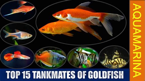 Top 15 tankmates of goldfish | best goldfish tankmates | goldfish best companion fish ...