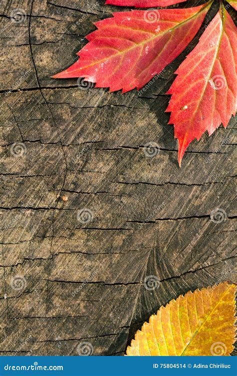 Colorful Autumn Leaves On Wood Background Stock Photo Image Of Design