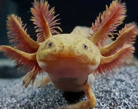 18 Types Of Axolotl Colors You Can Own Axolotl Color Guide