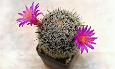 Entra y te resolveremos la duda para que tú también puedas admirarlos. ¡Amor por los cactus! | Las especies idóneas para el clima ...