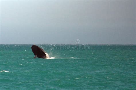 Southern Right Whale Breaching In South Africa Stock Image Image Of