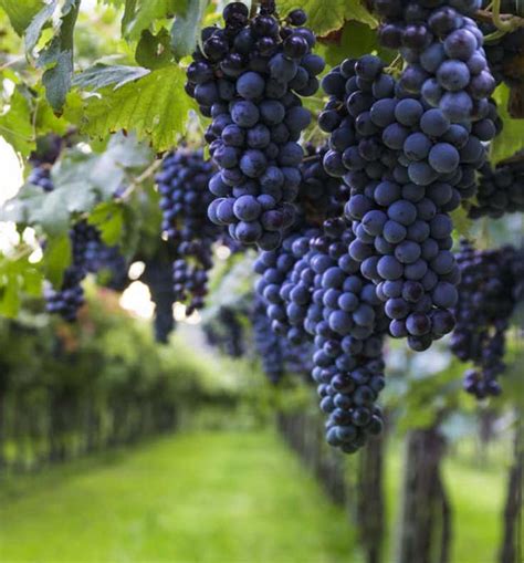 Cabernet Sauvignon Wine Grape Guide The Wine Society