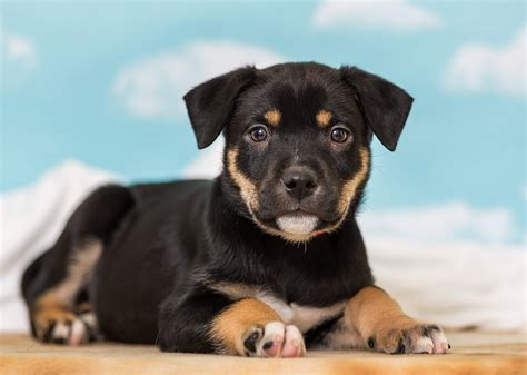 San diego humane society has a variety of adoptable pets available including cats, dogs and small animals like rats, rabbits, hamsters, birds, reptiles and more. Adoption Fees - Nevada Humane Society | With Shelters ...