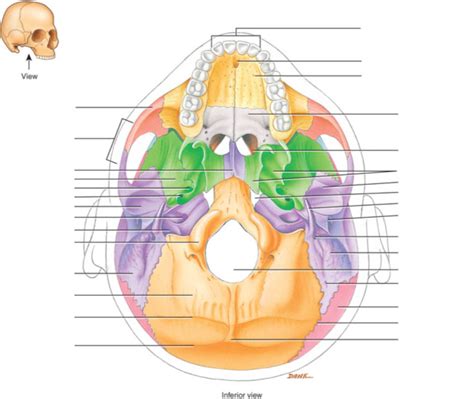The Axial Skeleton Cranial Bones Inferior View 3 Diagram Quizlet
