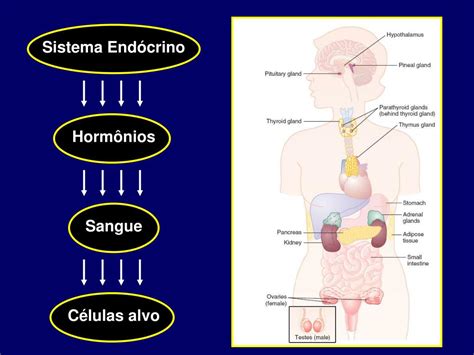 Hormonios Sao Substancias Produzidas E Liberadas Por Determinadas Celulas