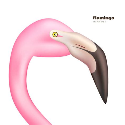 Royalty Free Flamingo Head Clip Art Vector Images