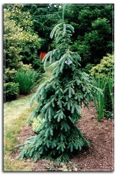 Dwarf Evergreen Trees For Zone 9 Thuem Garden Plant