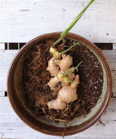 Grow Ginger At Your Backyard Heres How The Garden