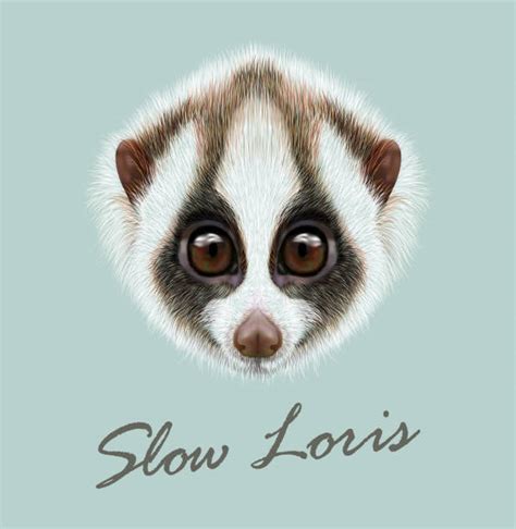 Cute Slow Loris Illustrations Royalty Free Vector Graphics And Clip Art Istock