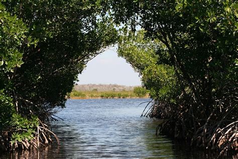 Very Unique Ecosystem Everglades National Park John Barry Miller