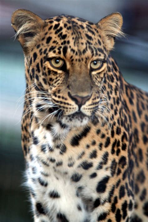 Big cats explores the lives of wild lions, tigers, jaguars, and more. Big Cats - Wildlife World