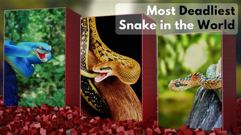Most Dangerous Snake In The World Most Deadliest Snake In The World