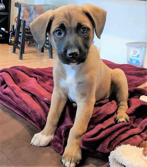Black Mouth Cur Lab Mix A Loyal Labrador Mix You Will Love