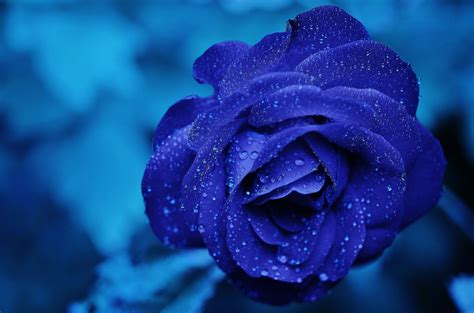 Free Download Hd Wallpaper Of Blue Rose Hd Wallpapers 1549x1519 For