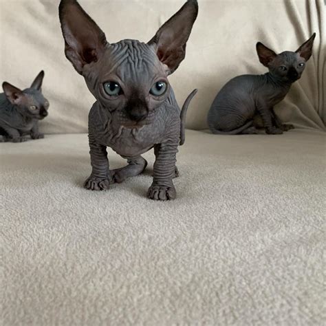 Sphynx Kittens For Sale